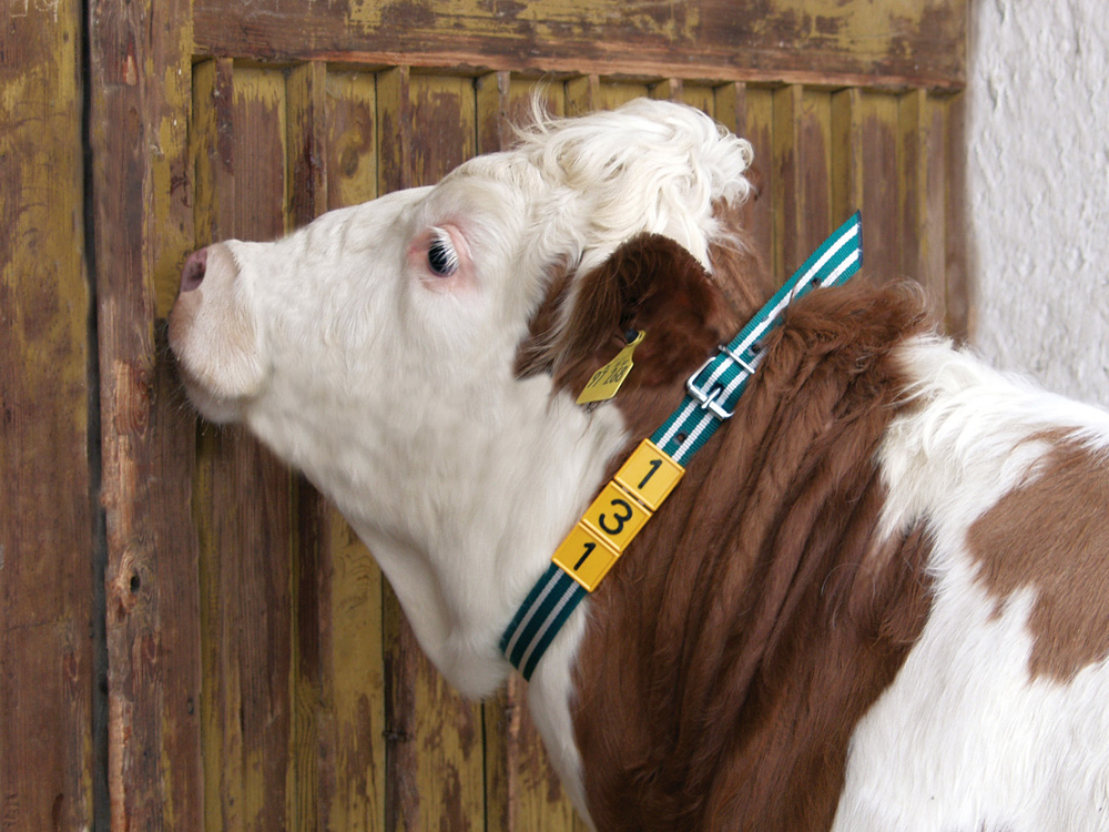 Beispiel Halsmarkierungsband für Rinder mit Nummernblock